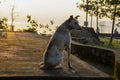 Picture of aspin dog sitting in a park and staring people