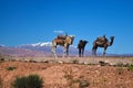 Landscape view of the Atlas mountains with Camels Royalty Free Stock Photo