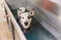 Australian Cattledog in a hydrotherapy station