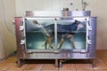 Australian Cattledog in a hydrotherapy station