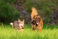 Australian cattledog and Leonberger running on a meadow Royalty Free Stock Photo