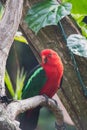 A picture of Australian King Parrot in a conservatory.
