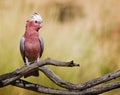 A picture of an Australian pink galah