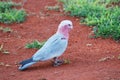 A picture of an Australian pink galah