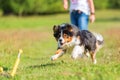 Australian Shepherd dog runs to retrieve a toy