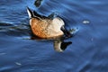 A picture of a Australian Shoveller Duck