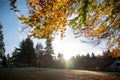 A picture of the autumn colourful transparent leaves against the light.