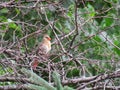 Picture of a baby cardinal on branches near the woods