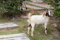 Baby Female Boer Goat. Royalty Free Stock Photo