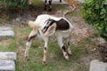 Baby Female Boer Goat. Royalty Free Stock Photo