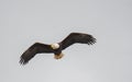 A picture of a bald eagle flying in the air.