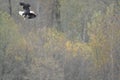 A picture of a Bald eagle mid flight, aiming for fish in the lake.