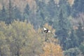 A picture of a Bald eagle mid flight, aiming for fish in the lake.