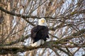 A picture of a Bald eagle perching on the branch
