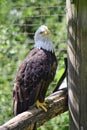 A picture of Bald eagle perching on the wood. BC