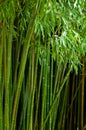 Picture of bamboo forest with shallow DOF Royalty Free Stock Photo