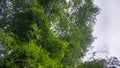 A picture of bamboo tree seen from below