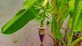 A picture of banana blossom 