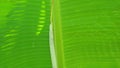 A picture of banana leaf