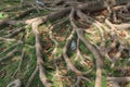 Expanded Roots of Banyan Tree at Kolab Botanical Garden