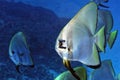 A picture of a bat fish Royalty Free Stock Photo