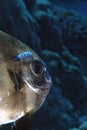 A picture of a bat fish Royalty Free Stock Photo