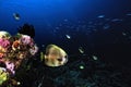 A picture of a bat fish Royalty Free Stock Photo