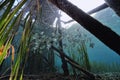 A picture of a bat fish Royalty Free Stock Photo