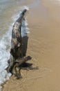 Drift Wood and Wave Royalty Free Stock Photo