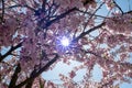 A picture of a beam of sunshine shining through some cherry blossoms.