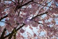 A picture of a beam of sunshine shining through some cherry blossoms.