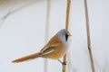 Bearded tit, reminds me of KISS