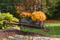 Fall flowers, the mum in bloom Royalty Free Stock Photo