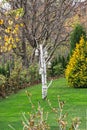 Picture of a beautiful autumn garden Royalty Free Stock Photo