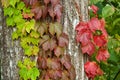 Autumn ivy leaves. Royalty Free Stock Photo