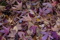 Autumn japanese sugar maple leaves.