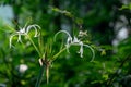 Picture of a beautiful beach spider lily Hymenocallis littoralis isolated on the green blur background Royalty Free Stock Photo