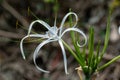 Picture of a beautiful beach spider lily Hymenocallis littoralis isolated on the green blur background Royalty Free Stock Photo