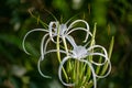 Picture of a beautiful beach spider lily Hymenocallis littoralis isolated on the green blur background Royalty Free Stock Photo