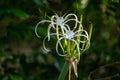 Picture of a beautiful beach spider lily Hymenocallis littoralis isolated on the green blur background Royalty Free Stock Photo