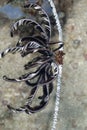 A picture of a crinoid Royalty Free Stock Photo