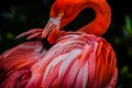 A beautiful flamingo