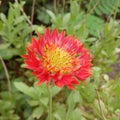 Orange Beautiful  flower. Indian flower in Home garden Royalty Free Stock Photo