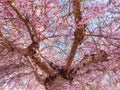 Pink Flowered Tree