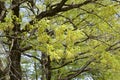 Fresh green of oak tree leaves Royalty Free Stock Photo