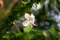 Picture of a beautiful Hibiscus disambiguation flower isolated on the green blur background Royalty Free Stock Photo