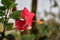 Picture of a beautiful Hibiscus disambiguation flower isolated on the green blur background Royalty Free Stock Photo