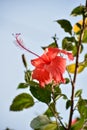 Picture of a beautiful Hibiscus disambiguation flower isolated on the green blur background Royalty Free Stock Photo