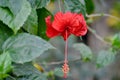 Picture of a beautiful Hibiscus disambiguation flower isolated on the green blur background Royalty Free Stock Photo