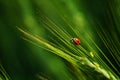 Close up ladybug on wheat, summer landscape